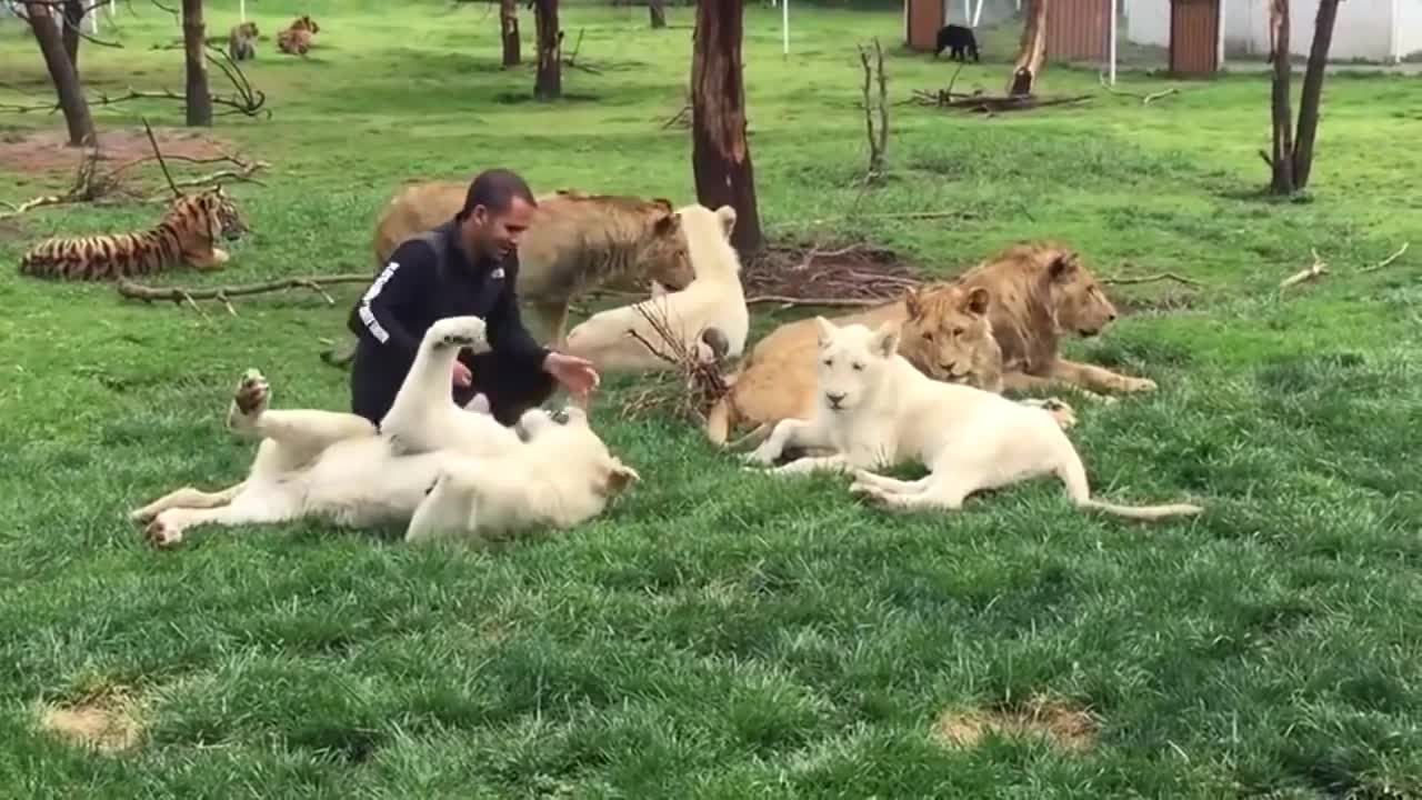 Tiger Saves Man From A Leopard Attack