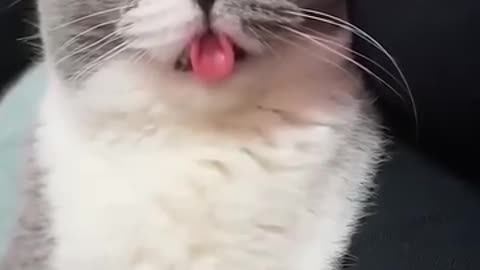 Best funny 😂 cat video