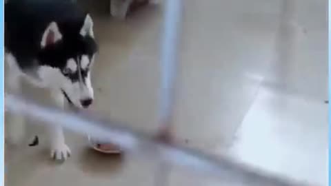 Funny Dog vs Cat Fight