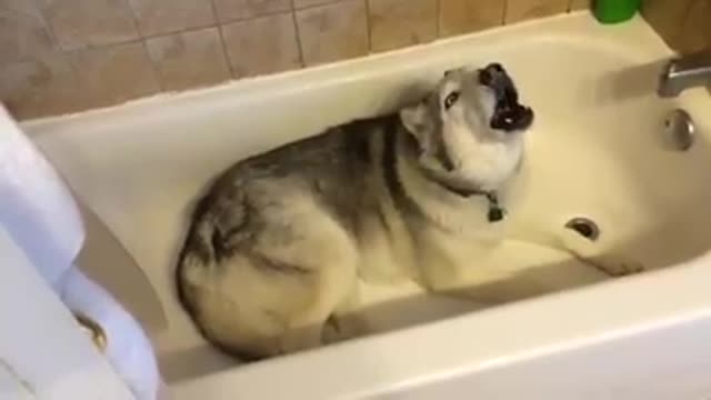 Husky can be very stubborn( lovers of husky)