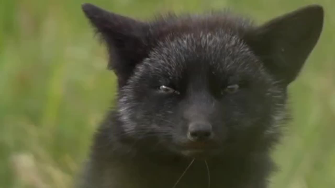 Silver Fox Display A Great Deal Of Pelt Variation ~Some Are Completely Glossy Black Except For A White Colouration On The Tip Of The Tail Giving Them A Somewhat Silvery Appearance