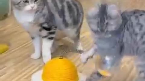 Funny cat 2