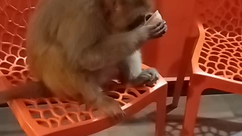 Monkey taking tea