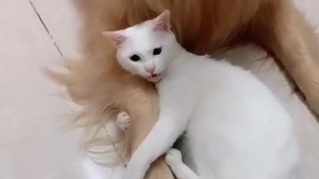 Funny Flexible Cat
