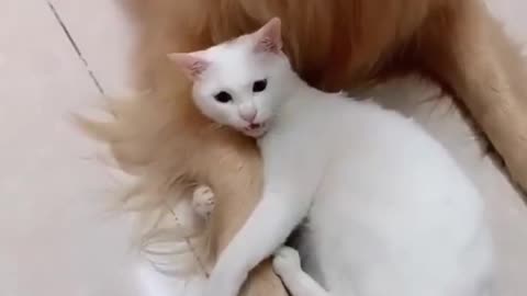 Funny Flexible Cat