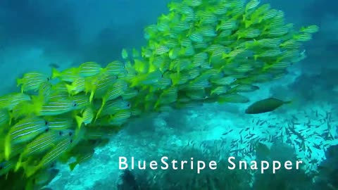 Creatures Of The Sea: Sea Animals living Under The Sea (HD)🐢🐢