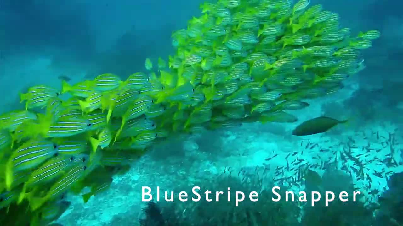 Creatures Of The Sea: Sea Animals living Under The Sea (HD)🐢🐢