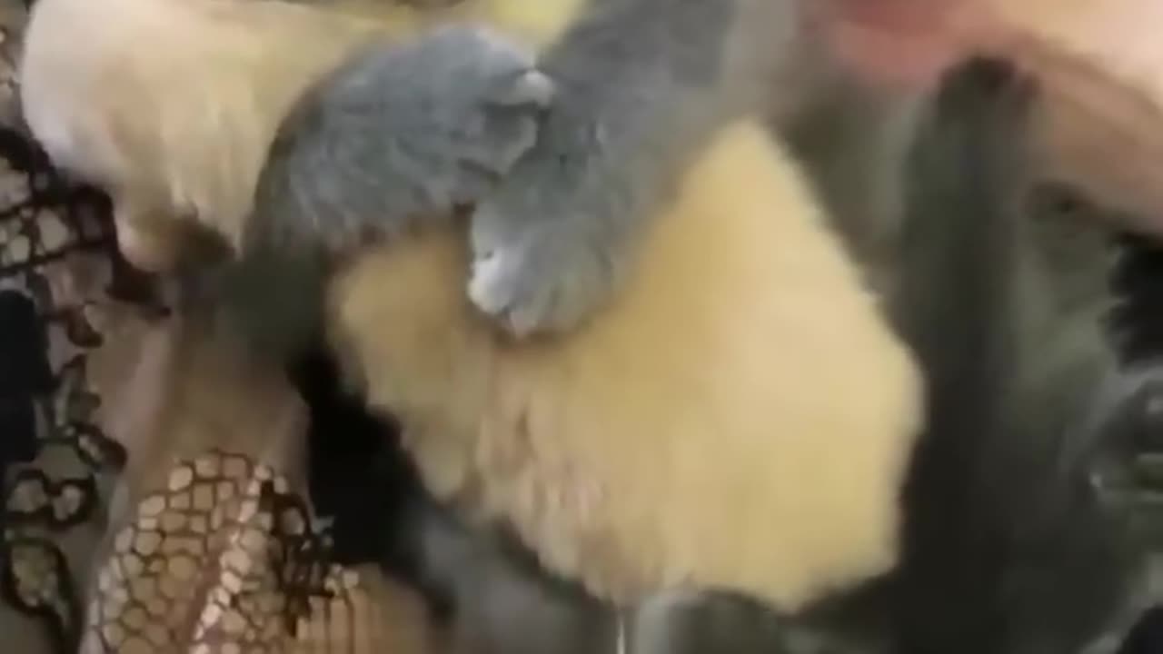 Funny animals video