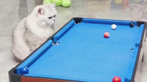 Cat Play Billiard