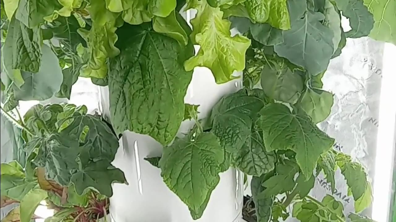 Tower Garden Sale 75.00 Off Veteran's Day Sale