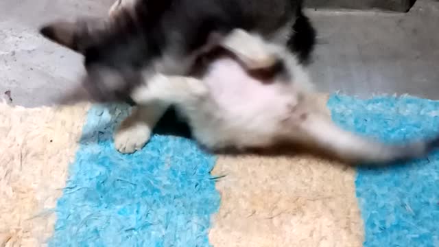 Cat Fight with Brother