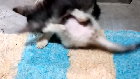 Cat Fight with Brother