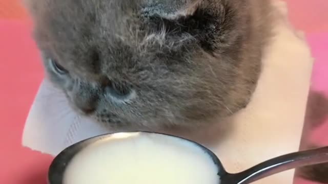 Cats drink milk