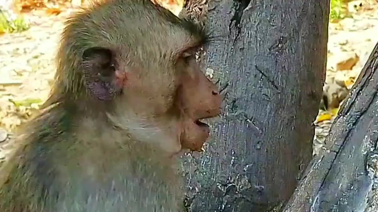 Funny videos monkey 🐒 #2023