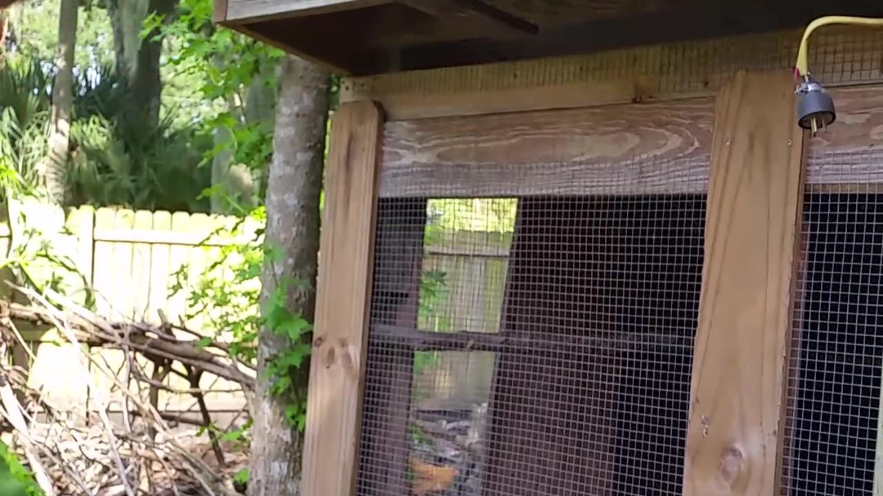 Chicken Coup Security Light Repaired & ReInstalled