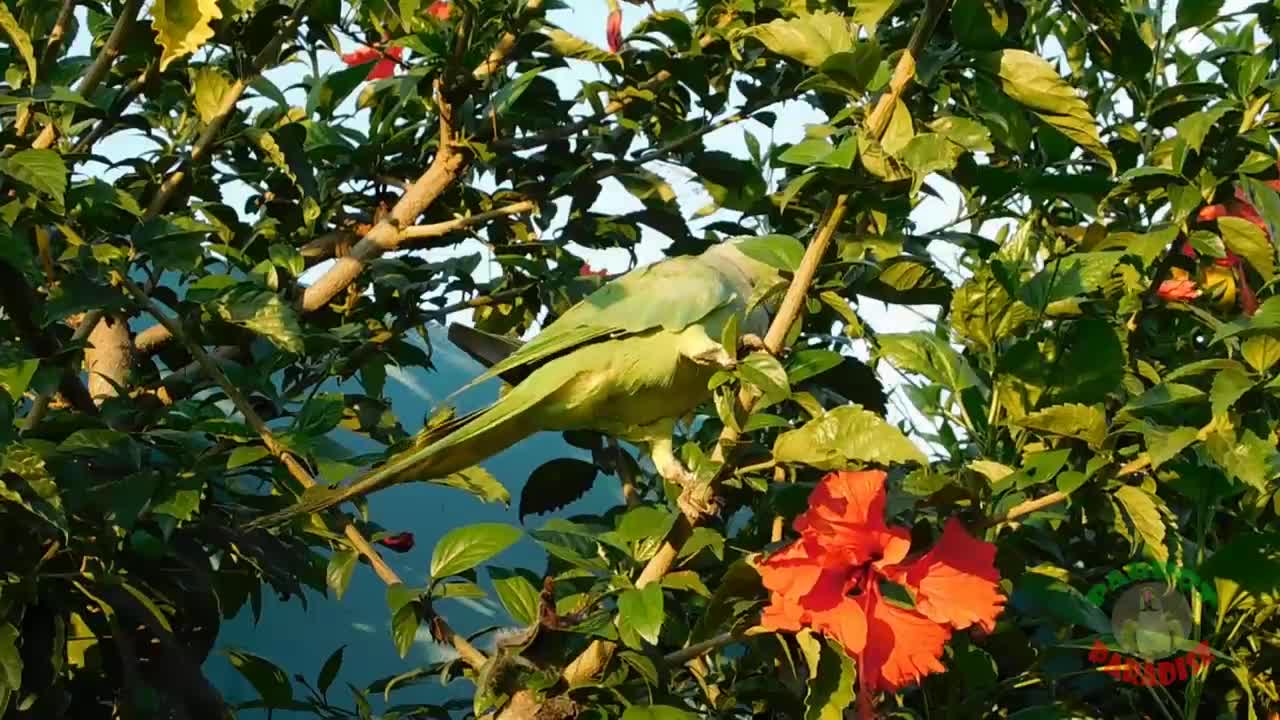 Parrot Calling Sounds