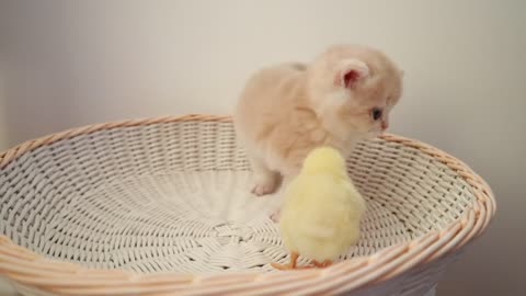 Kittens walk with a tiny chicken