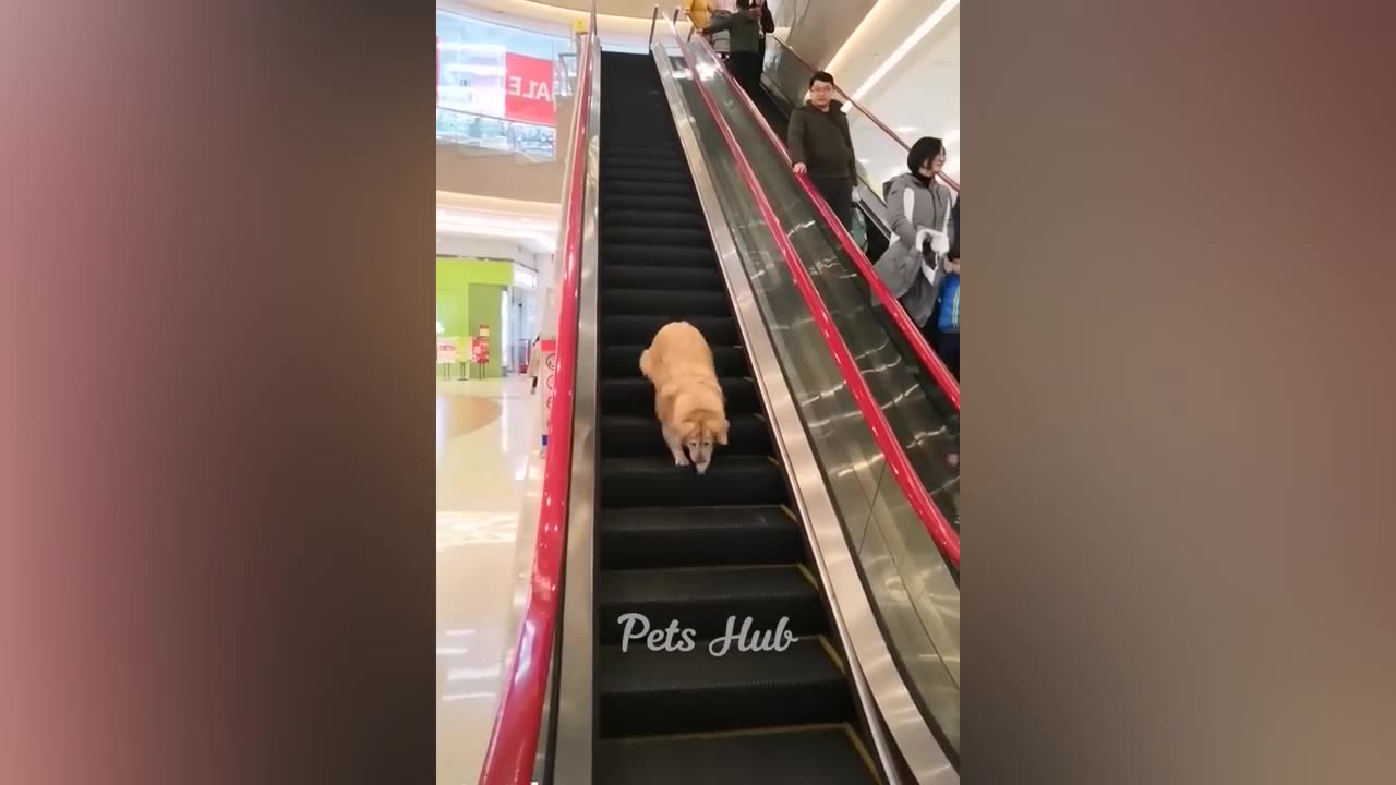 Funny cat and dog 2023😂😂😂😂😂