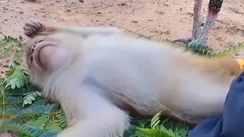 Funny animals