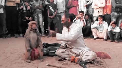 Funny vines monkey 2023