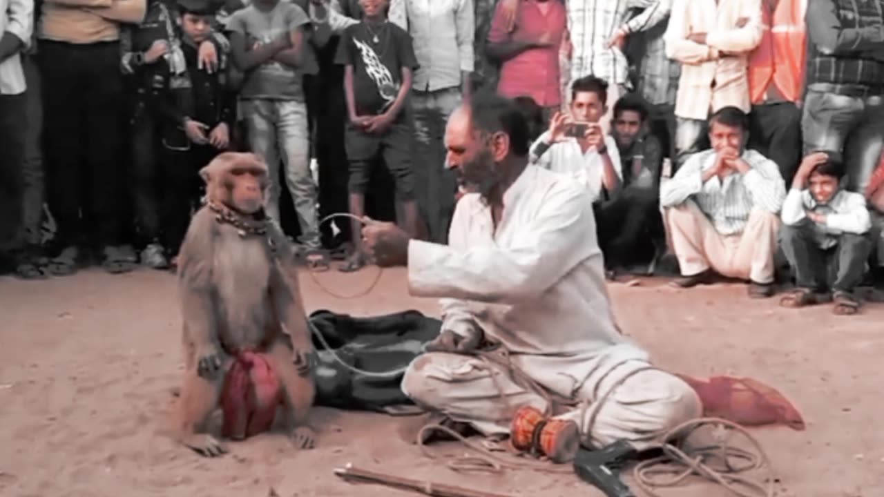 Funny vines monkey 2023