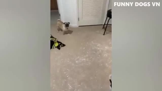 Funny dogs