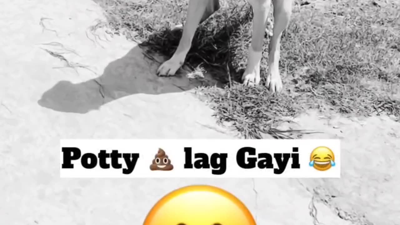 Funny dogs