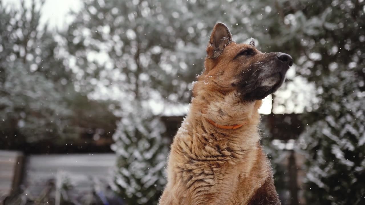 Dog in Snow 🐶