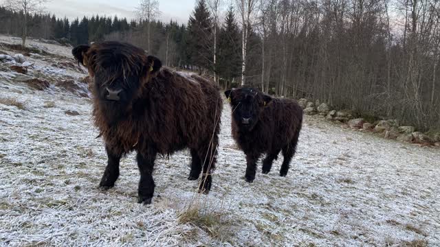 Scottish Highland Cattle In Finland Black calves battle