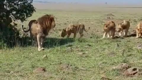 Lion's Embrace: A Mother's Love