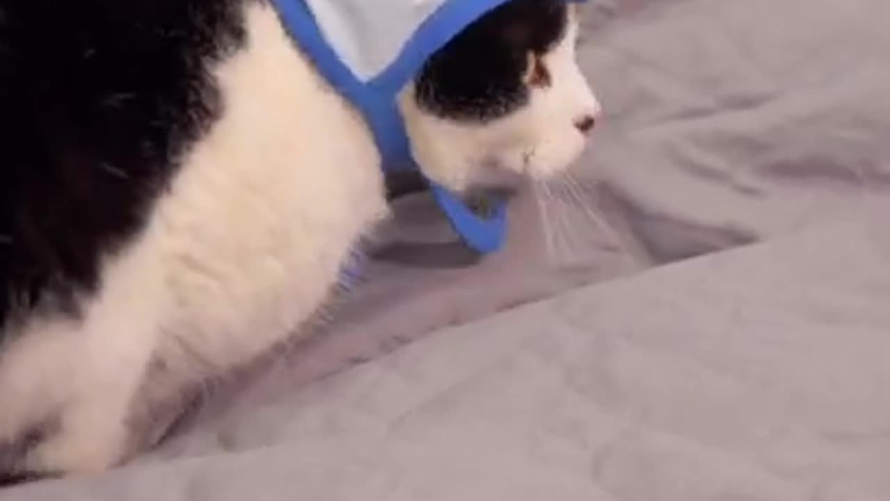 Cute Baby Cats lazy and Funny Cat Videos Compilation.