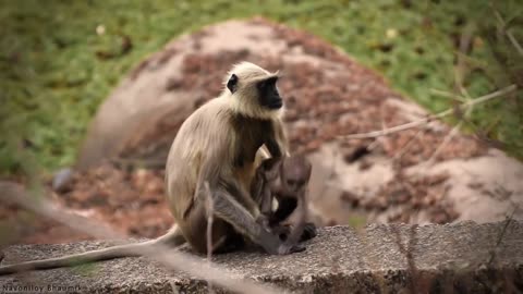 Wildlife in closer view with a natural perspective.