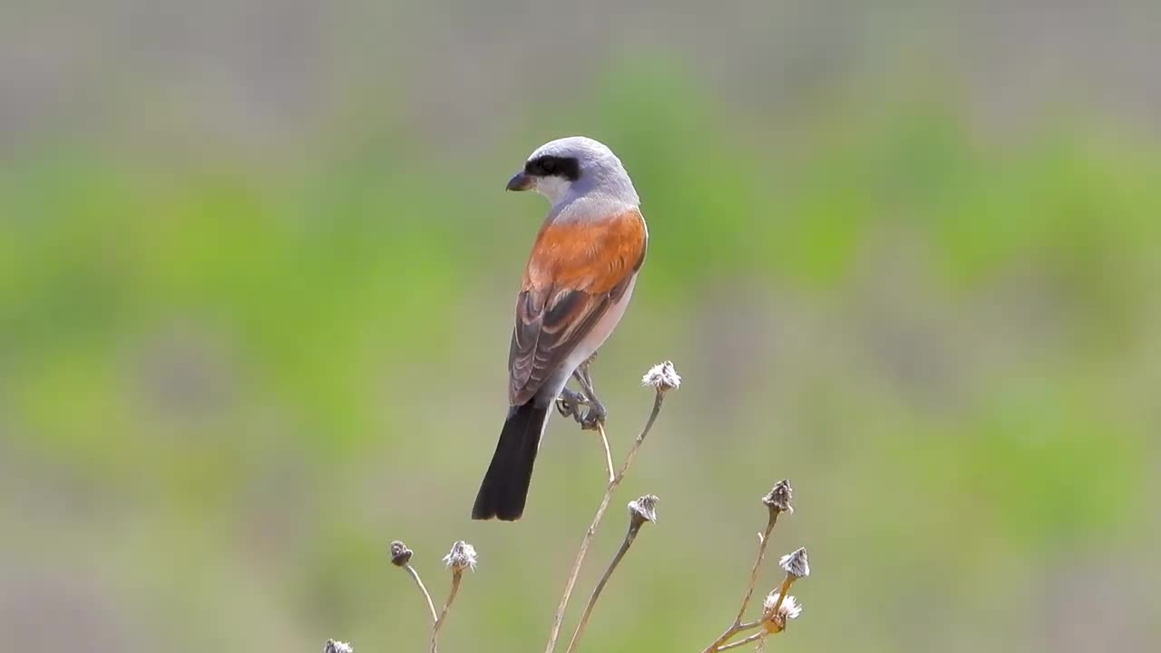 WILD BIRDS - 8K (60FPS) ULTRA HD - With Nature Sounds (Colorfully Dynamic)