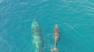 Humpback Whale and Calf in Socorro