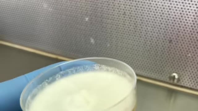 El perrero del fungi