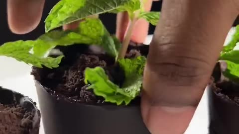 Flower Pot Dessert #shorts (1)