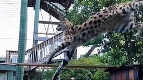 Funny Wilde animal