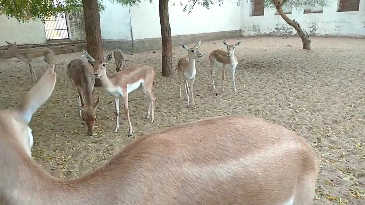 Deer playing