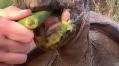 Best Funny animal videos of the year