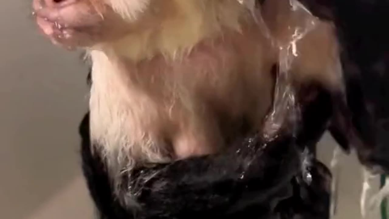 amazing meme 17