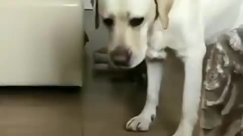 Funny 🐕🐕🐕