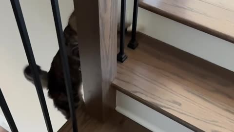 Cat Falls From Top of Stairs in Slow Motion