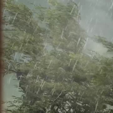 A heavy rain view over a tree