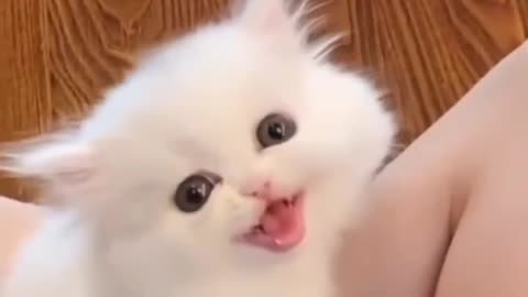 Funny Cats Cuteness Overload