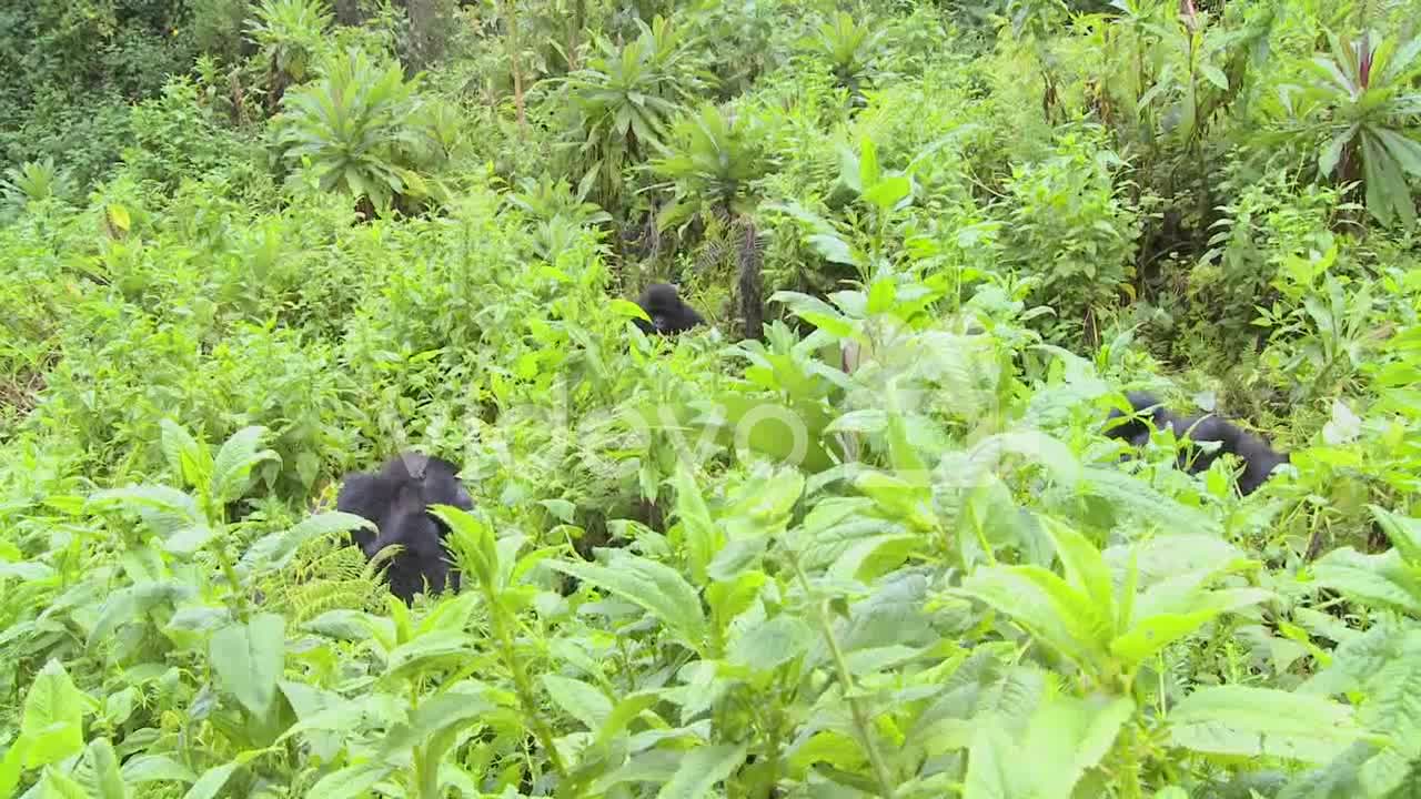 A mountain gorilla sits in the jungle greenery on a volcano in Rwanda 2