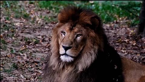 Cheetah vs lion | wild animals fight