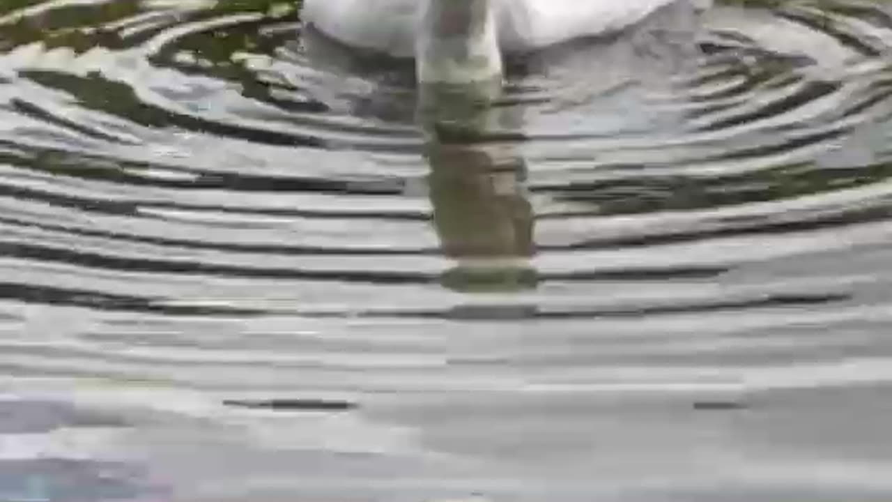 How I filmed a video with swans on a lake in France