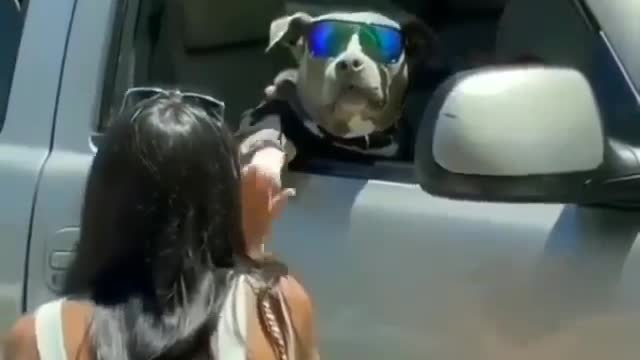 Styles dogs sho handsome smart