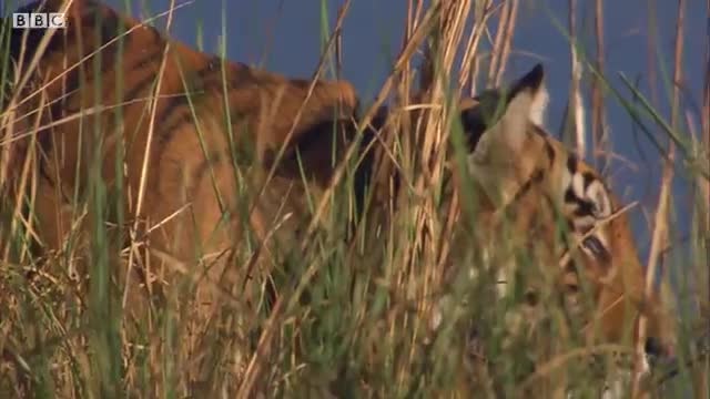 Rare Tiger vs Boar Fight - BBC Earth_Cut