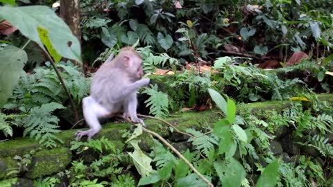 Monkey Cute Funny Forest Leaves Food Eating